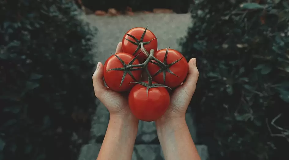 potentziarako tomateak